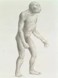 Australopithèque boisei